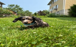 Miniature Dachshund dogs for sale: Polo - Image 3