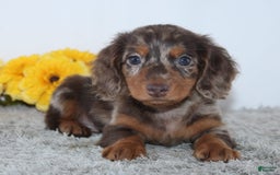 Miniature Dachshund dogs for sale: Wesley - Image 2