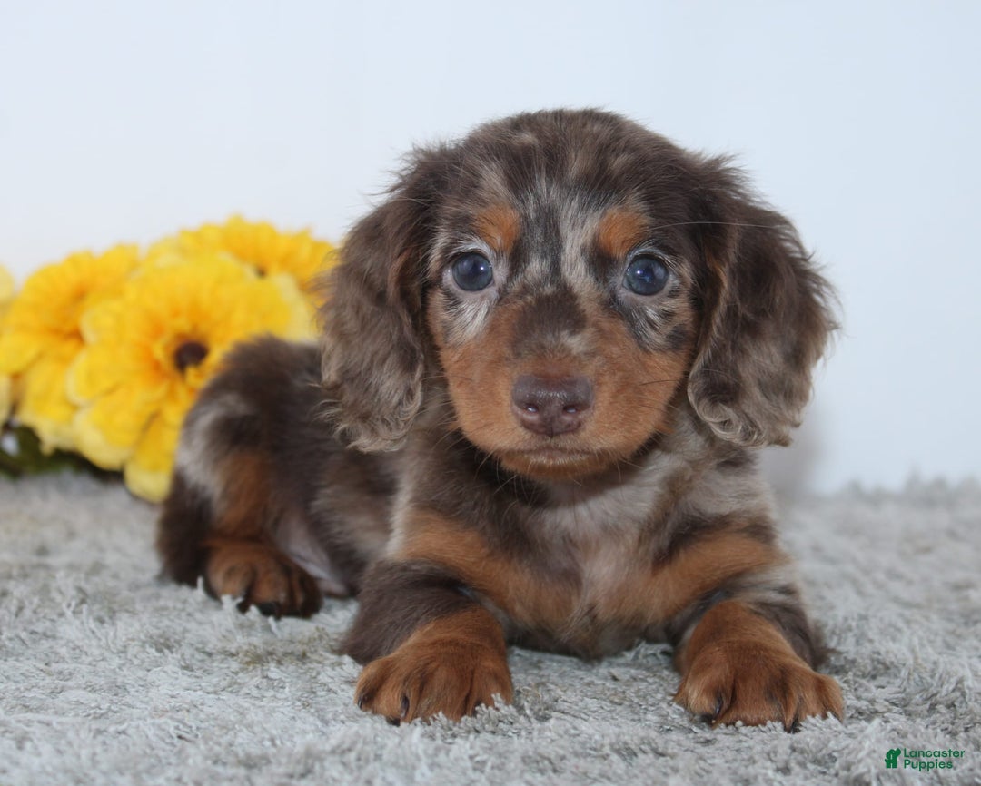 Miniature Dachshund dogs for sale: Wesley - Image 2