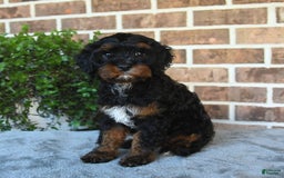 Cavapoo dogs for sale: Tessa - Image 5