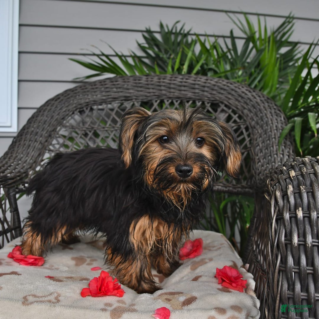 Yorkshire Terrier dogs for sale: River - Image 3