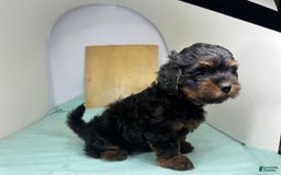 Yorkshire Terrier dogs for sale: Giselle - Image 2
