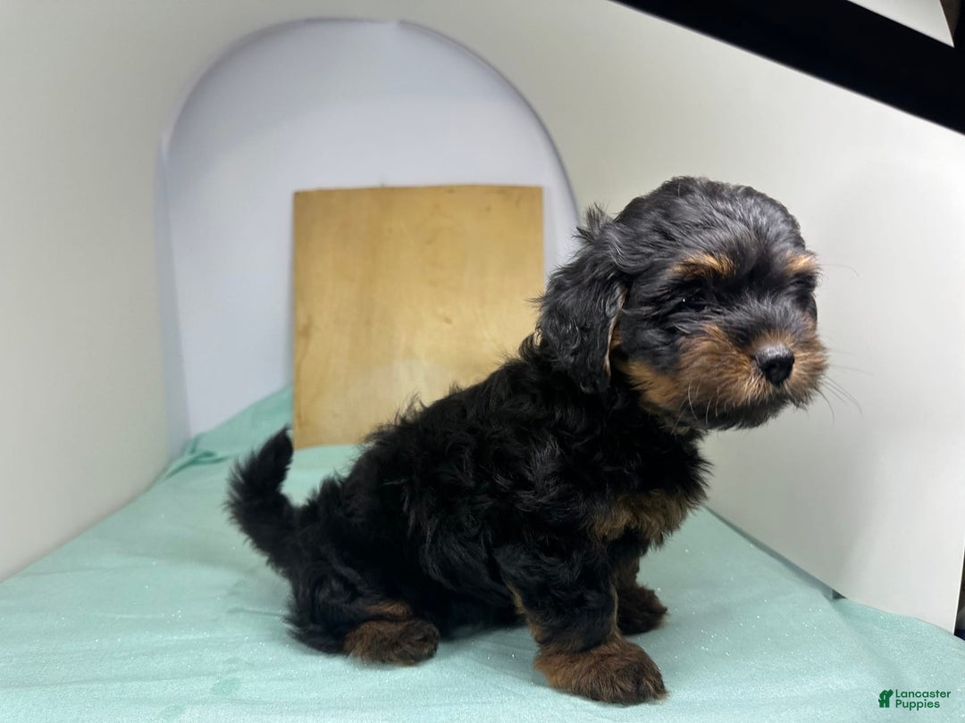Yorkshire Terrier dogs for sale: Giselle - Image 2