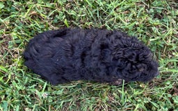 Aussiedoodle dogs for sale: Richie - Image 2