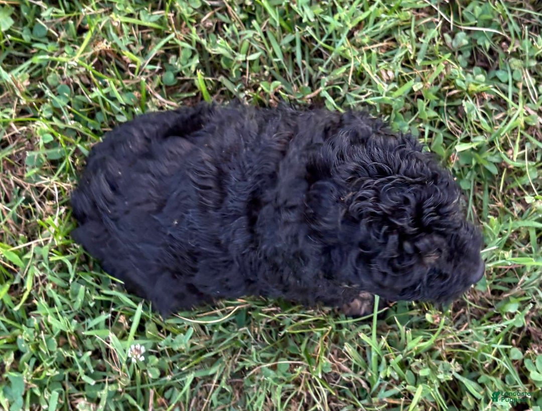 Aussiedoodle dogs for sale: Richie - Image 2