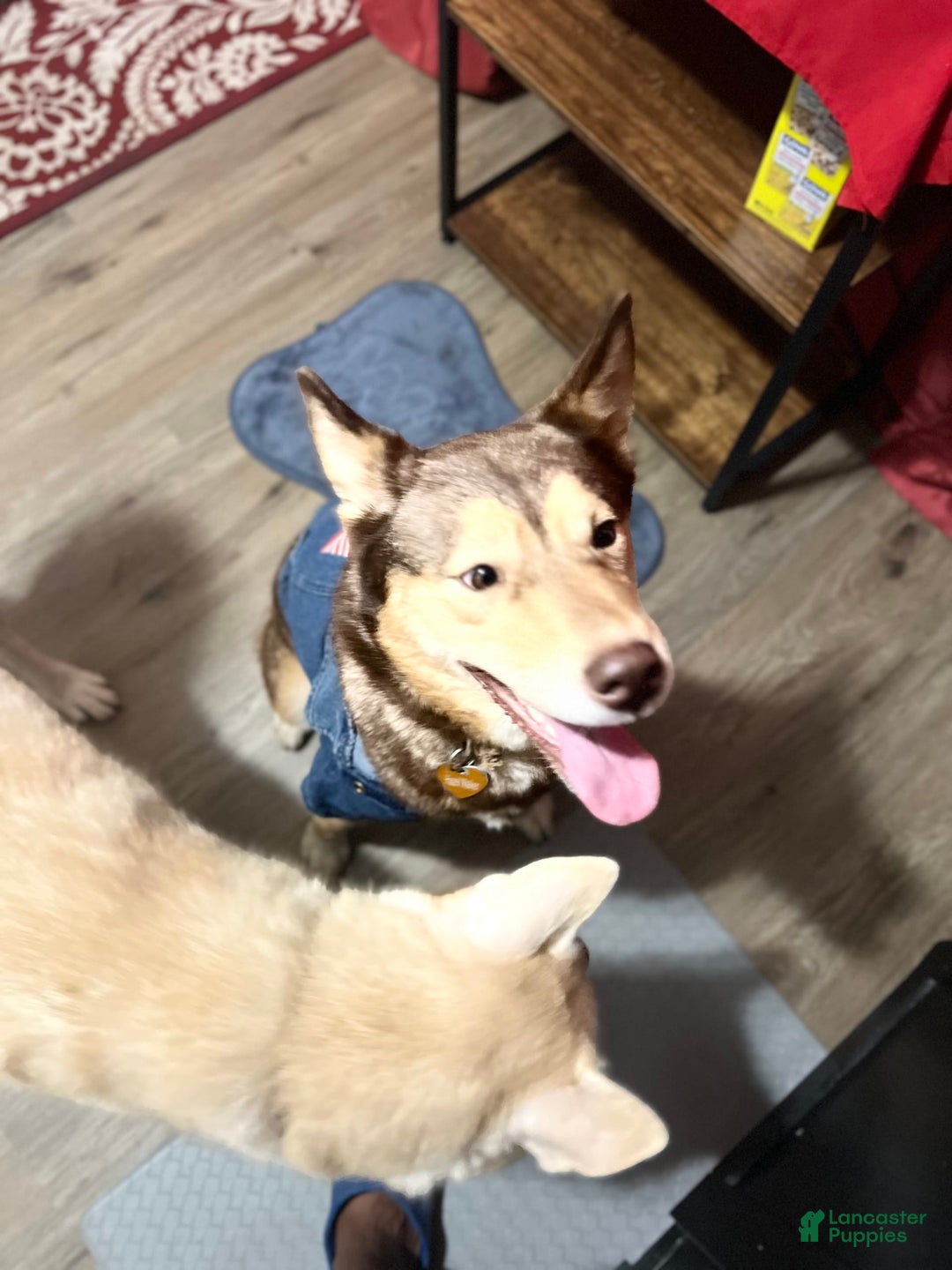 Siberian Husky dogs for sale: Cream - Image 4