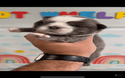 French Bulldog dogs for sale: Fluffy Panda Female 2 - Image 8