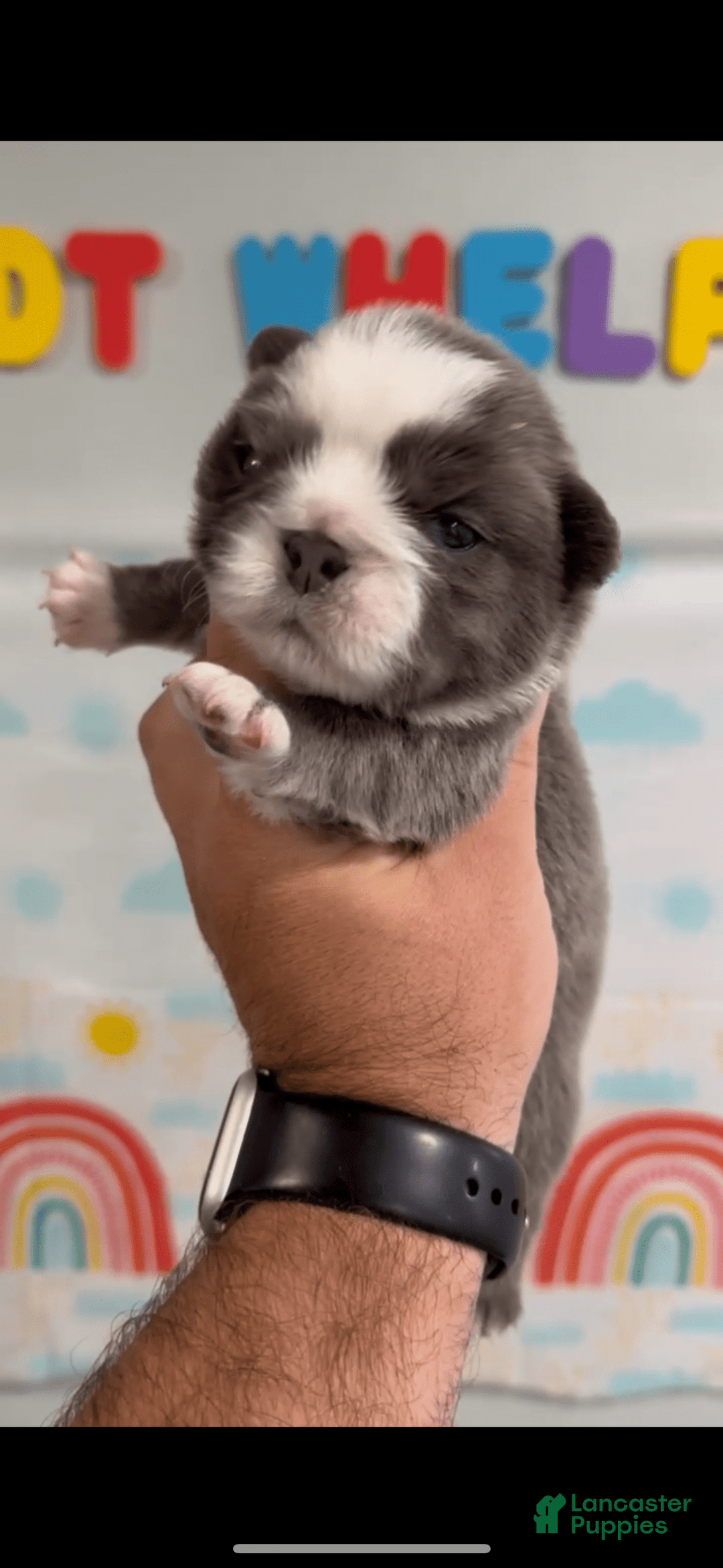 French Bulldog dogs for sale: Fluffy Panda Female 2 - Image 8