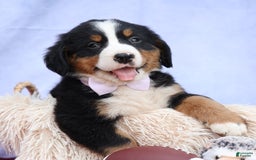 Bernese Mountain Dog dogs for sale: Suse - Image 15