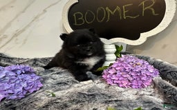 Pomeranian dogs for sale: Boomer - Image 5