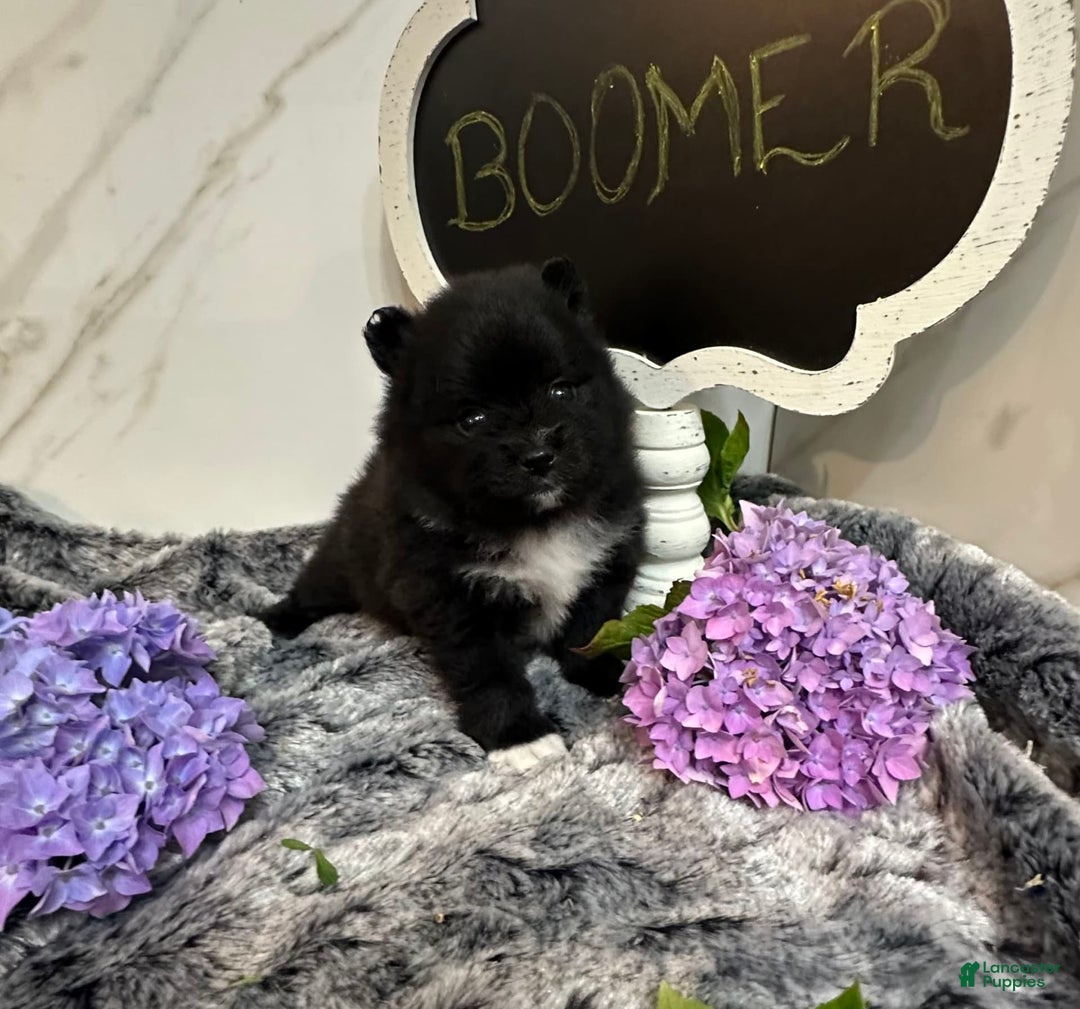 Pomeranian dogs for sale: Boomer - Image 5