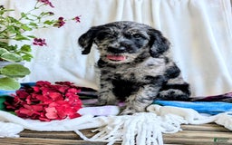 Labradoodle dogs for sale: Bella - Image 7