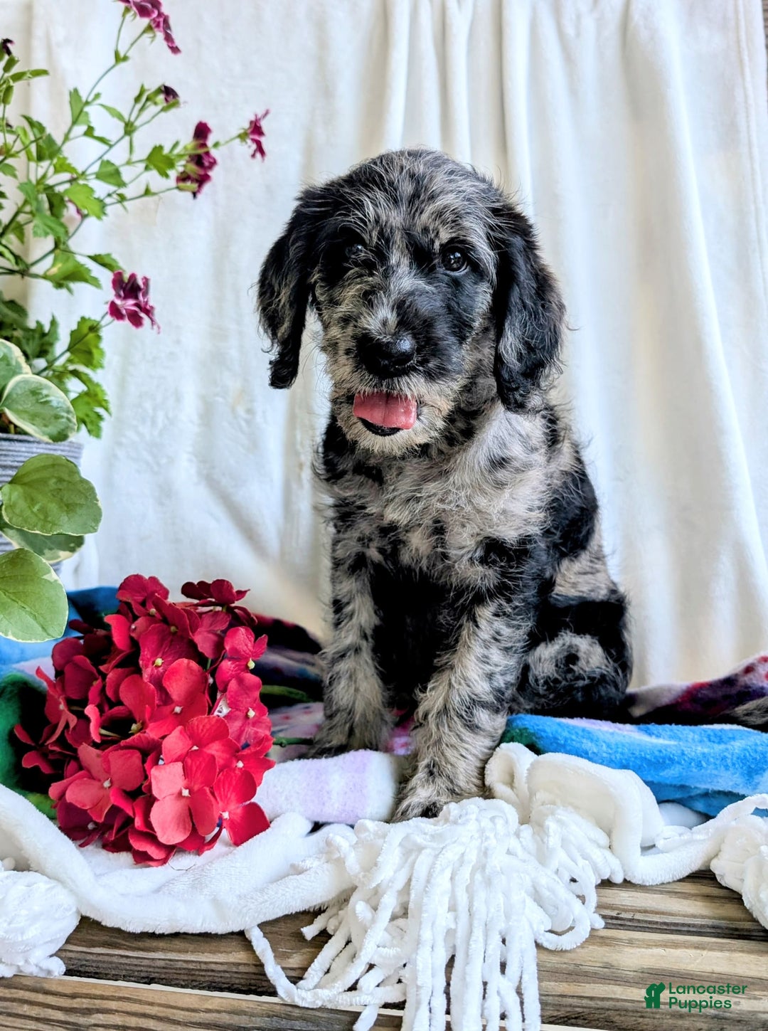 Labradoodle dogs for sale: Bella - Image 7
