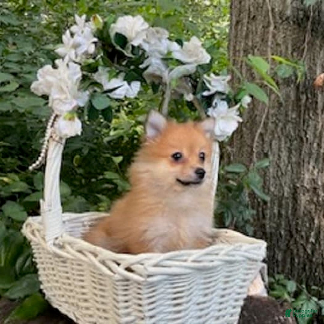 Pomeranian dogs for sale: Rusty - Image 7