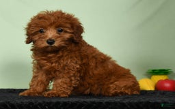 Miniature Poodle dogs for sale: Monty - Image 6