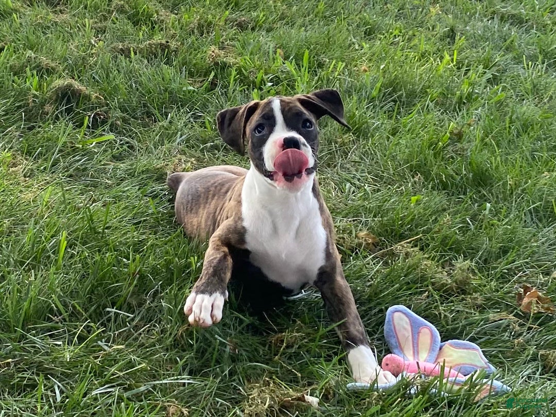 Boxer dogs for sale: River - Image 5
