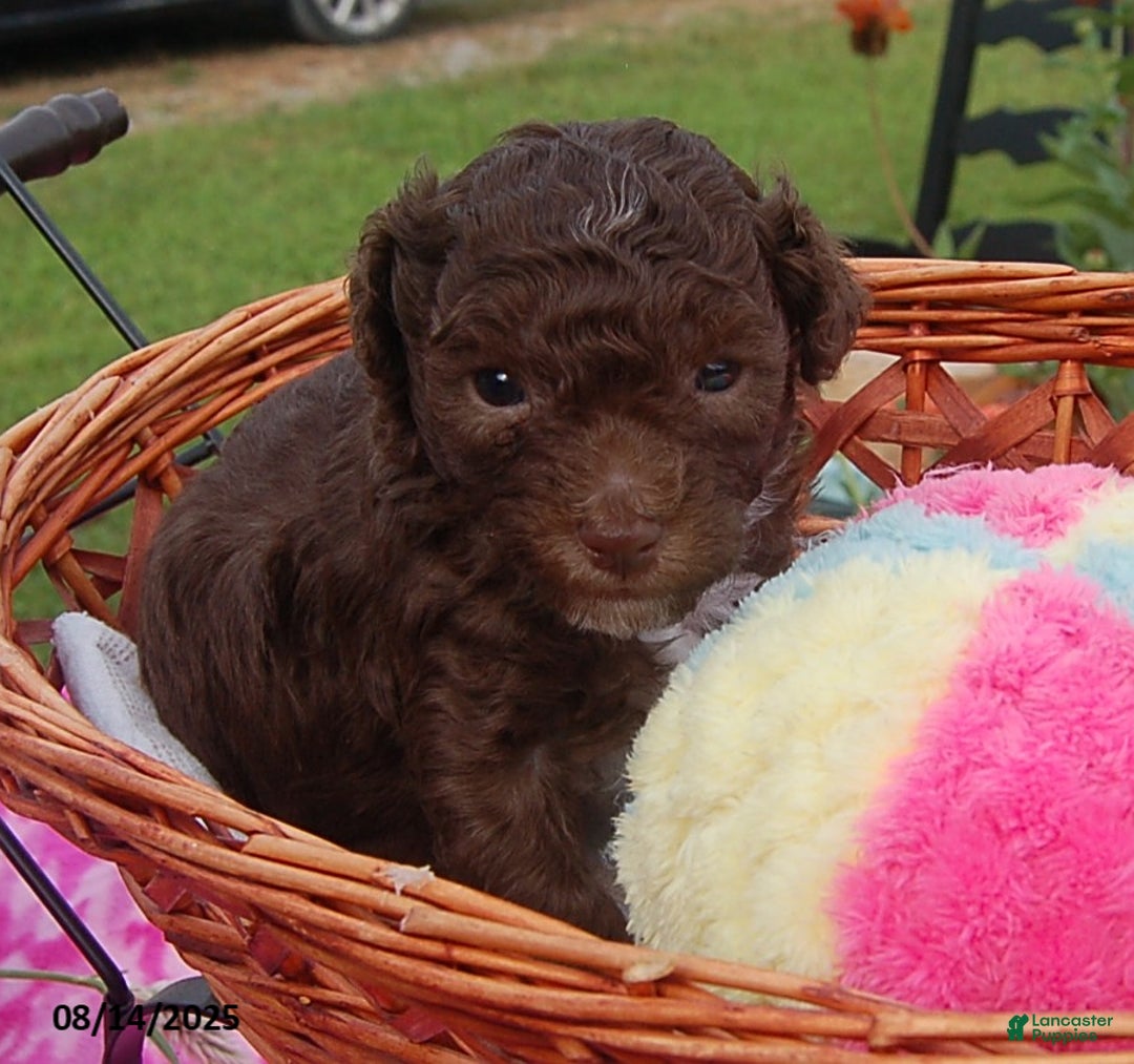 Toy Poodle dogs for sale: Toy Poodle 5 puppies - Image 16