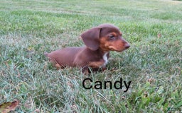 Dachshund dogs for sale: Candy - Image 4
