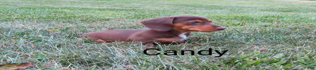 Candy