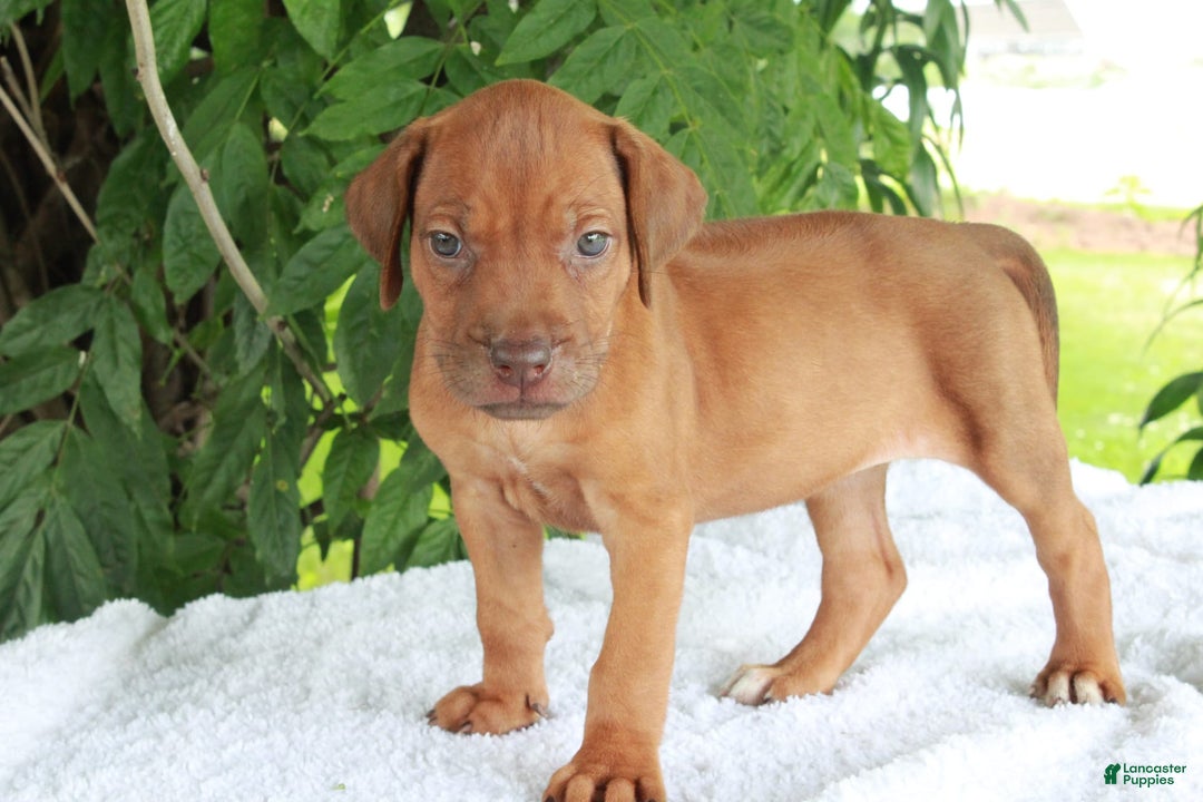Rhodesian Ridgeback dogs for sale: Gwen - Image 9