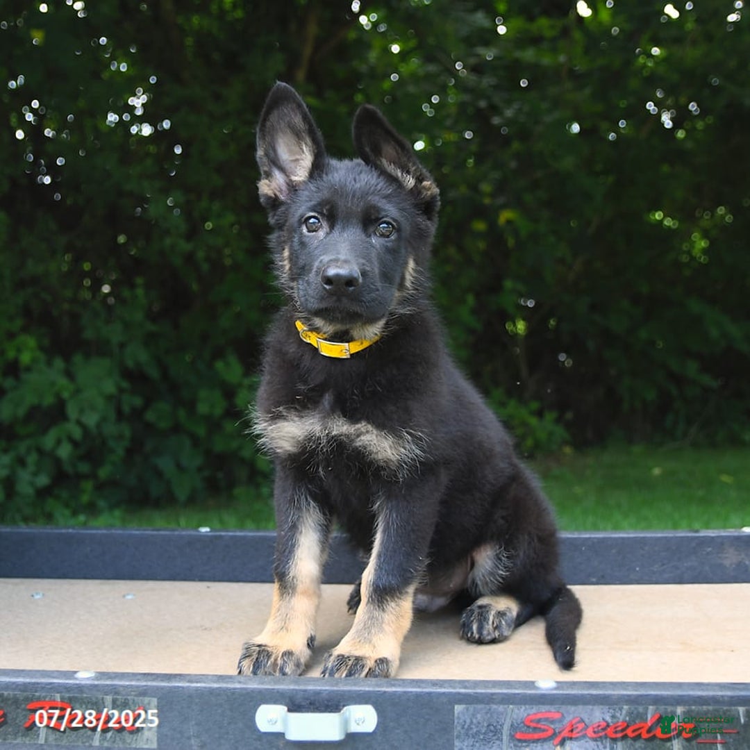 German Shepherd dogs for sale: Jeffry - Image 5