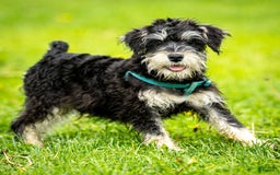 Miniature Schnauzer dogs for sale: Harley - Image 4