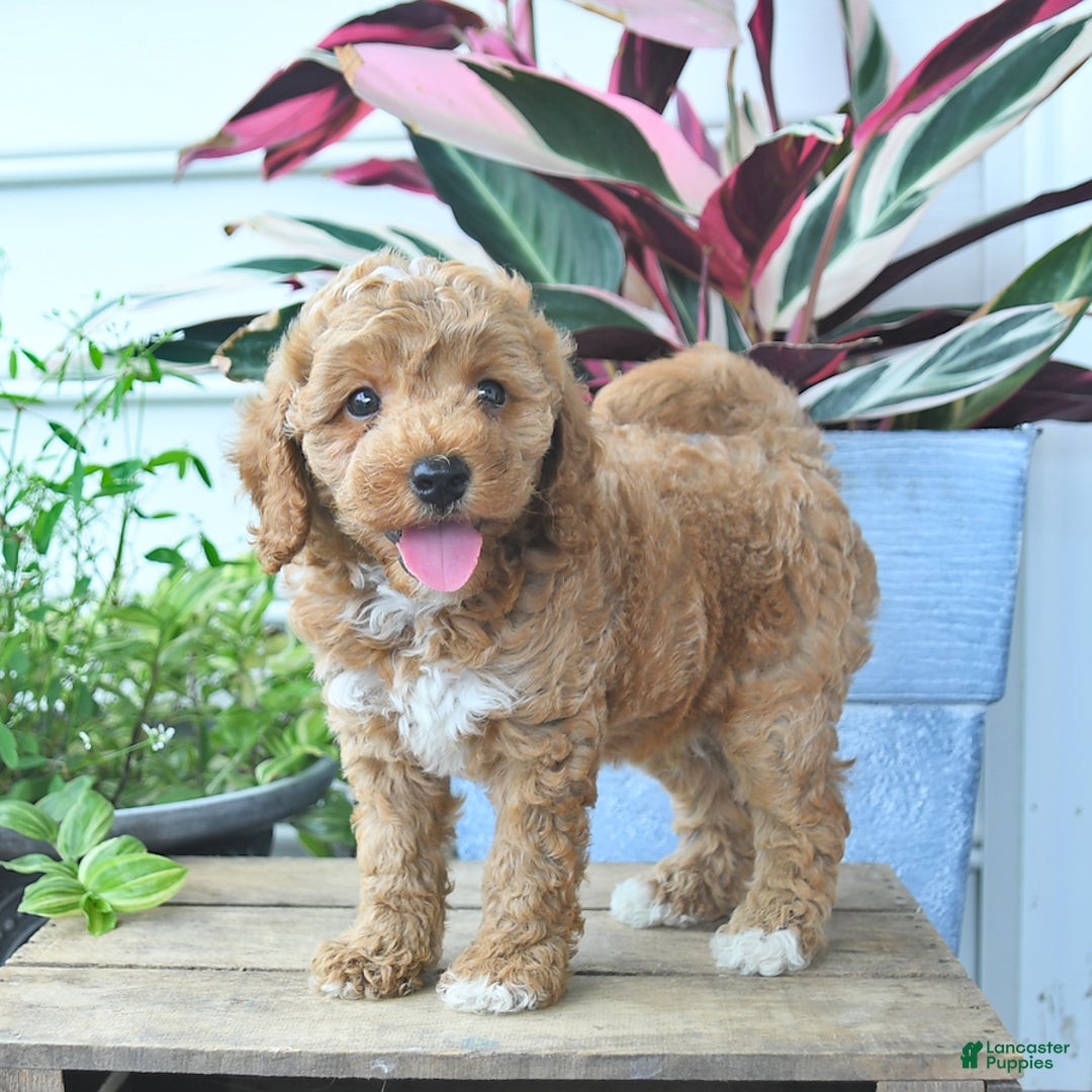 Mini Goldendoodle dogs for sale: Vegas - Image 4