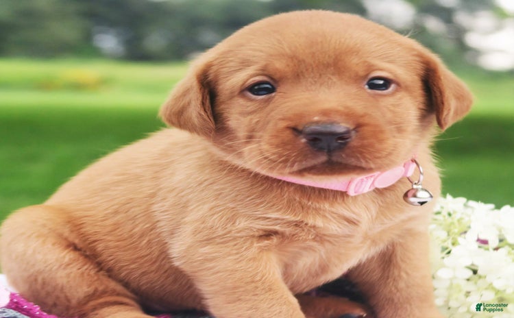 Labrador Retriever dogs for sale - Ad 2