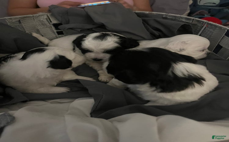 Shihpoo dogs for sale - Ad 2