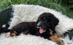 Bernedoodle dogs for sale: Hank - Image 2