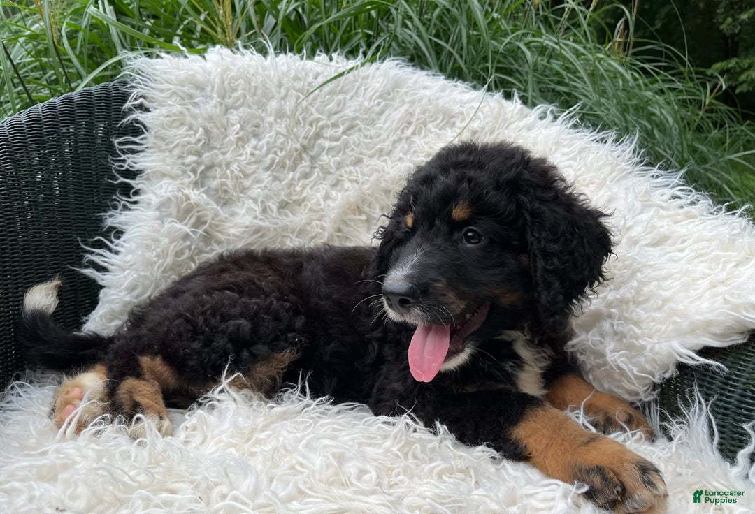 Bernedoodle dogs for sale: Hank - Image 2