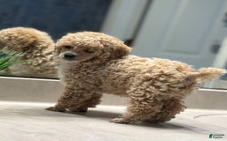 Toy Poodle dogs for sale: Jasper - Image 3