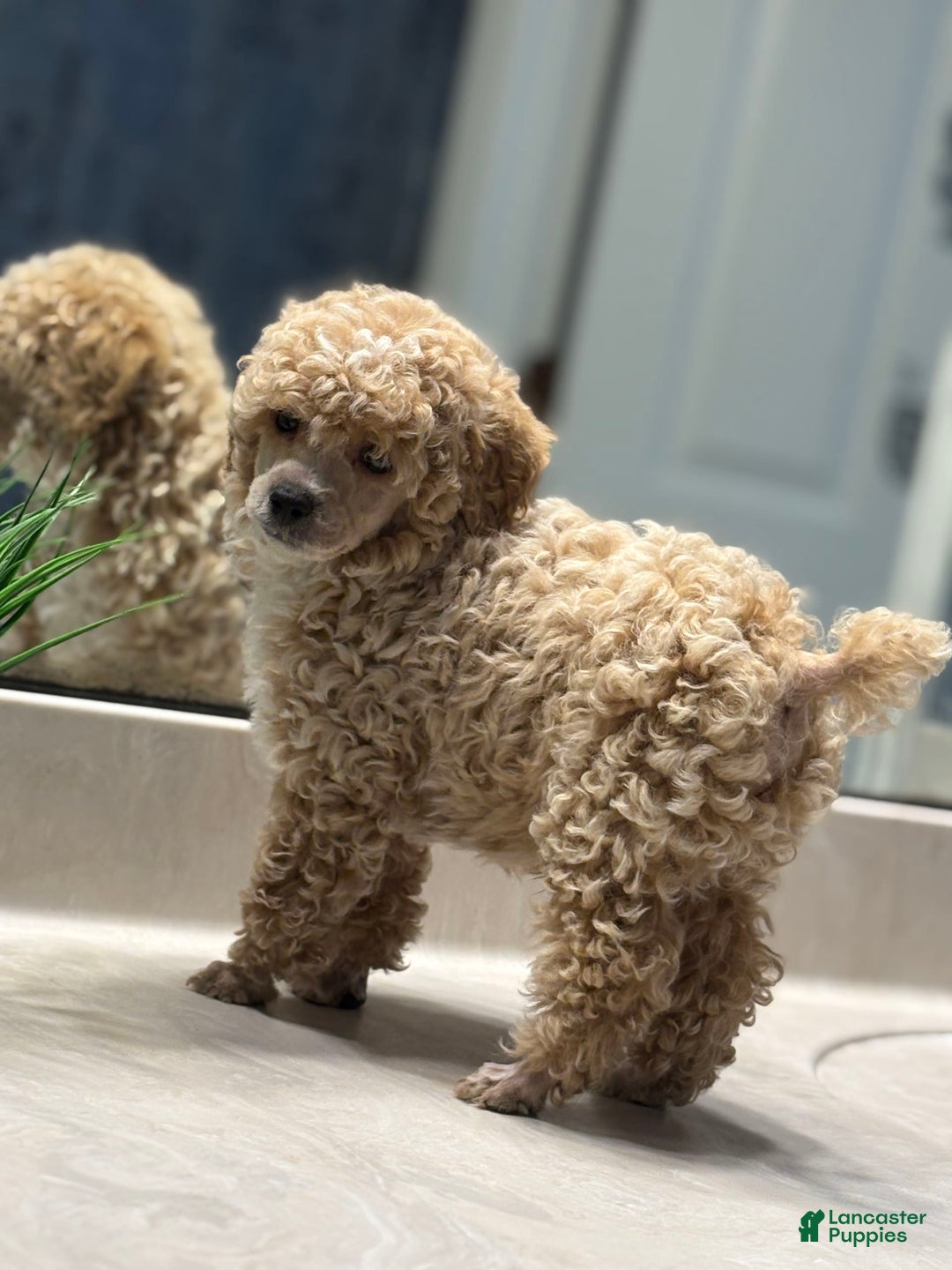 Toy Poodle dogs for sale: Jasper - Image 3