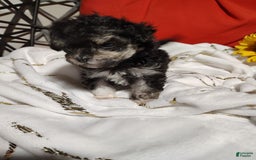 Maltipoo dogs for sale: Olive - Image 6