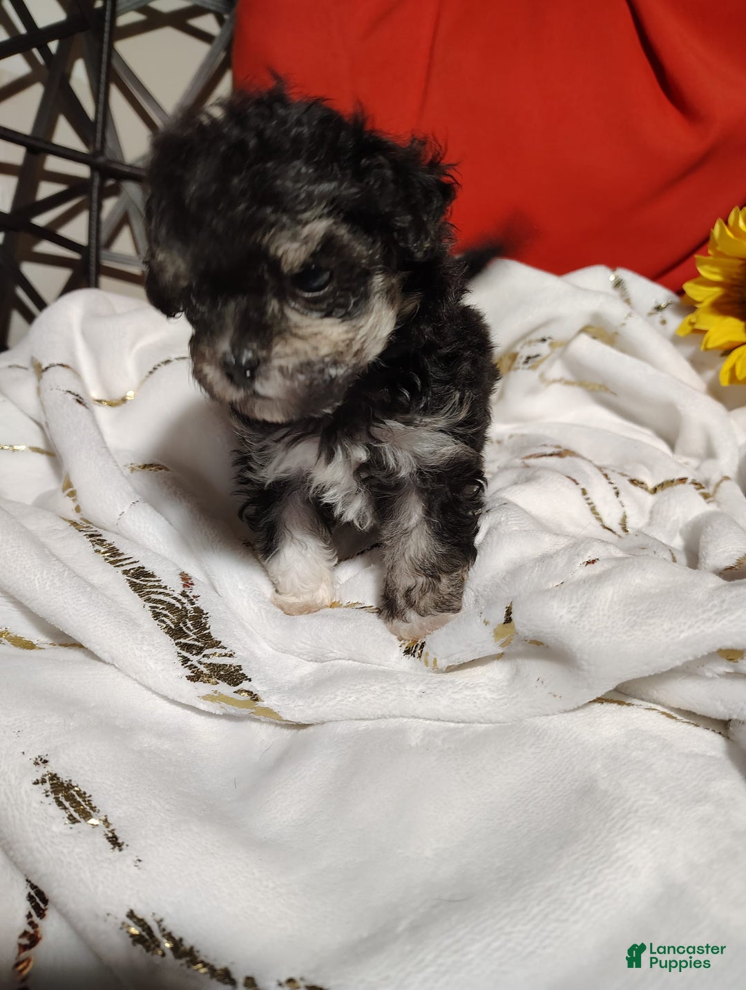 Maltipoo dogs for sale: Olive - Image 6