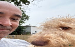Goldendoodle dogs for sale: Luna - Image 8
