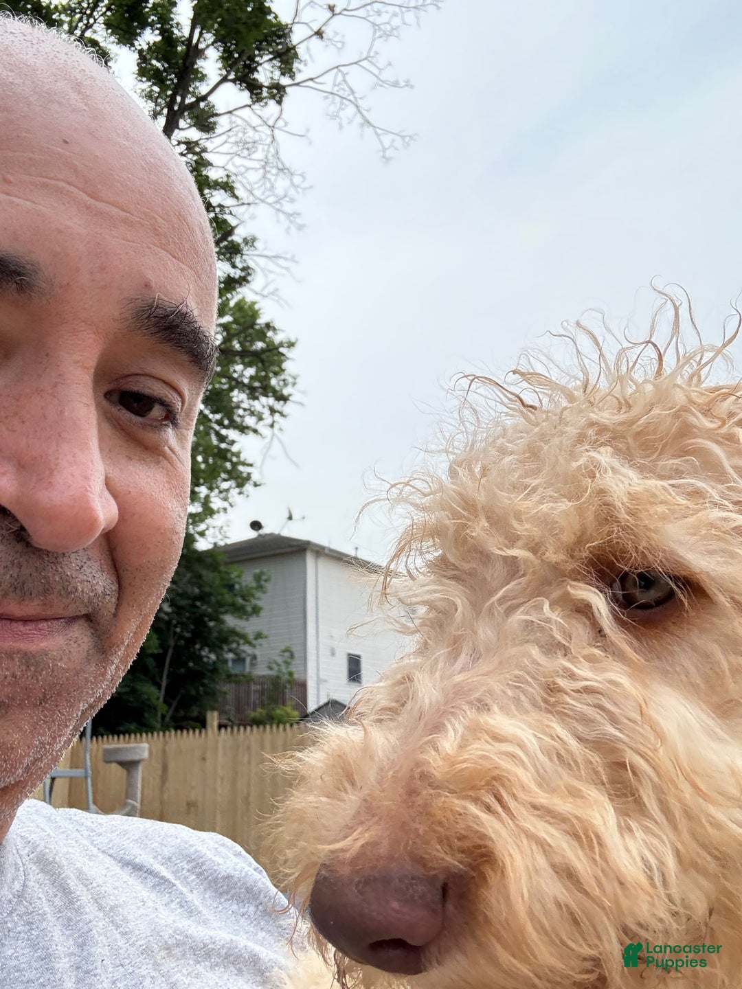 Goldendoodle dogs for sale: Luna - Image 8