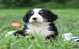 Bernese Mountain Dog dogs for sale: Sage - Image 15