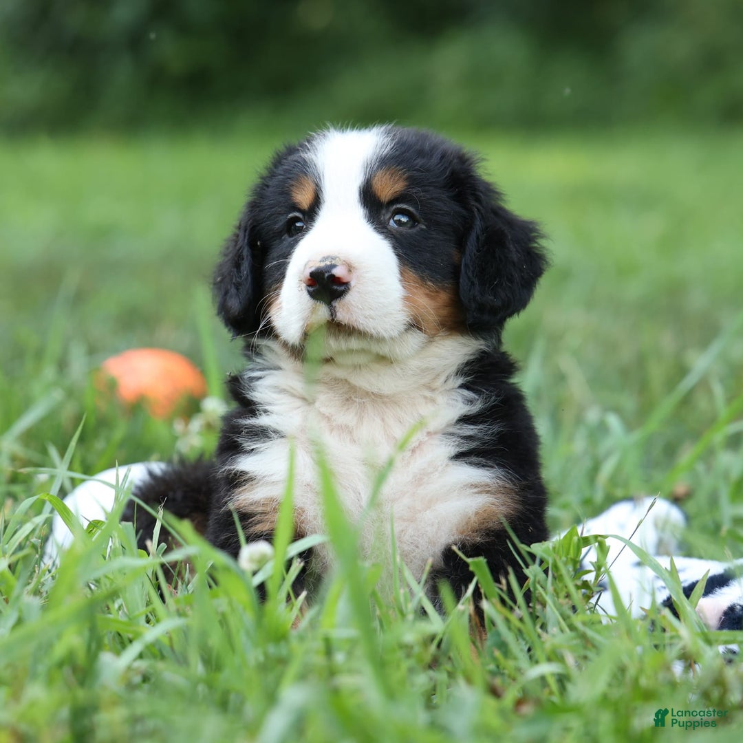 Bernese Mountain Dog dogs for sale: Sage - Image 15