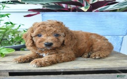 Mini Goldendoodle dogs for sale: Vader - Image 4