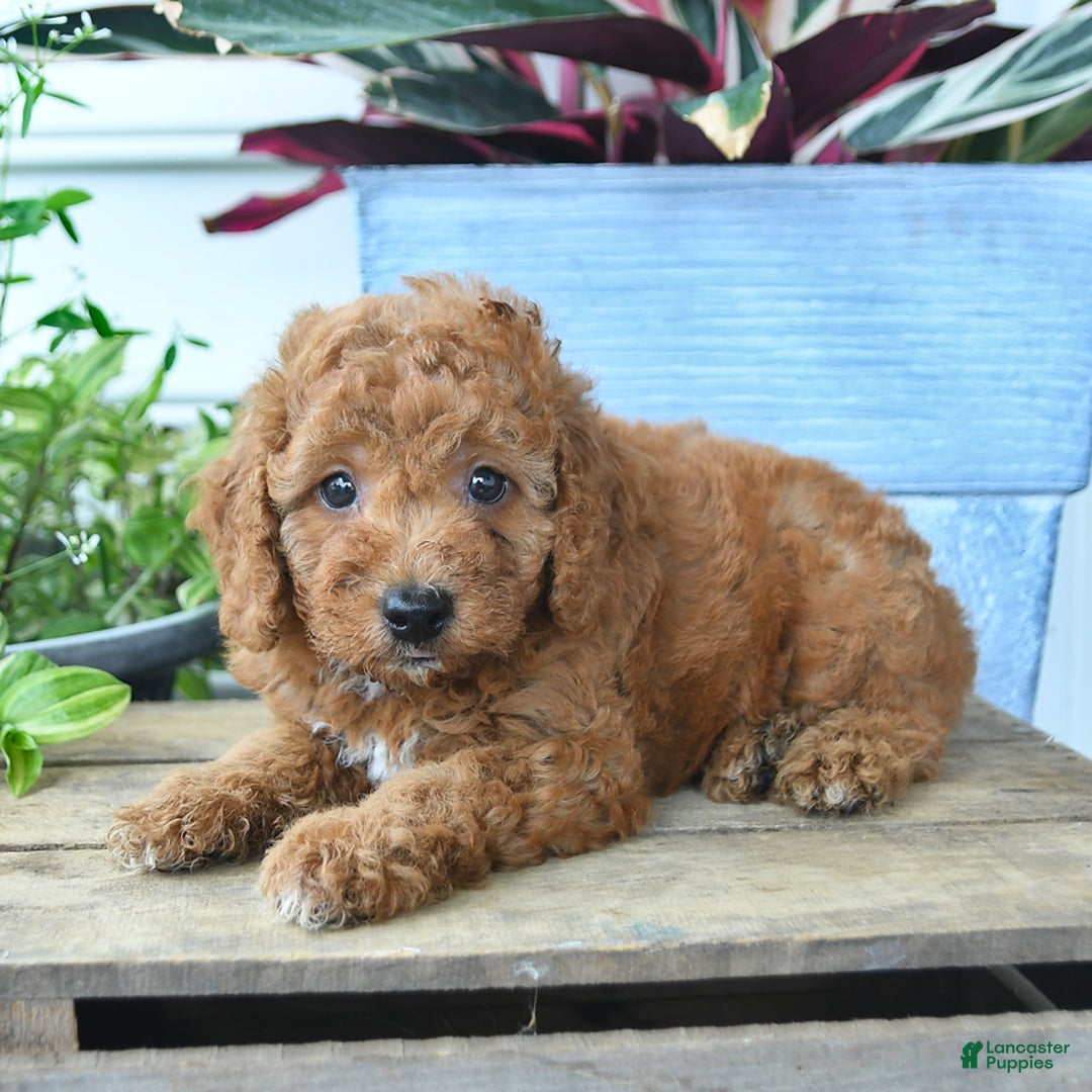 Mini Goldendoodle dogs for sale: Vader - Image 4