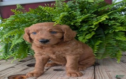 Goldendoodle dogs for sale: Flip - Image 27
