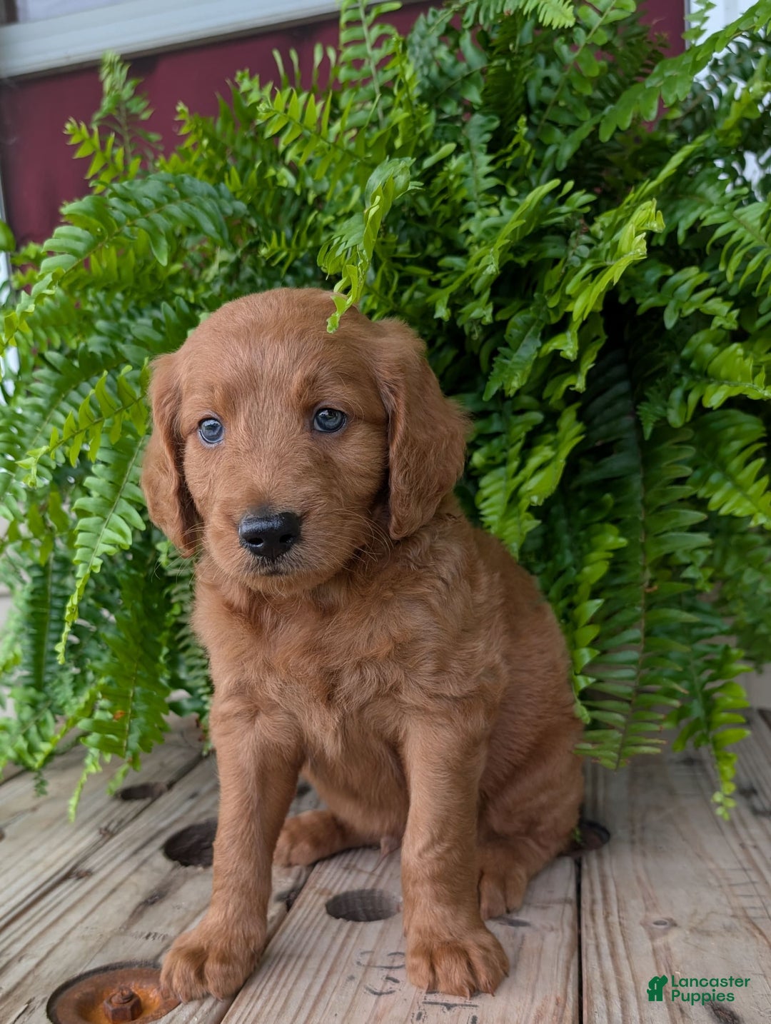 Goldendoodle dogs for sale: Flip - Image 27
