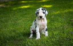 Great Dane dogs for sale: Legend - Image 6