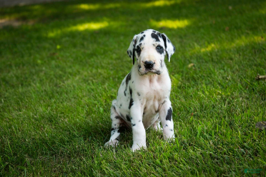 Great Dane dogs for sale: Legend - Image 6