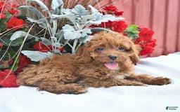 Cockapoo dogs for sale: Kayla - Image 1