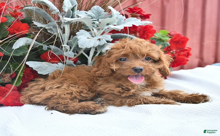 Cockapoo dogs for sale - Ad 4