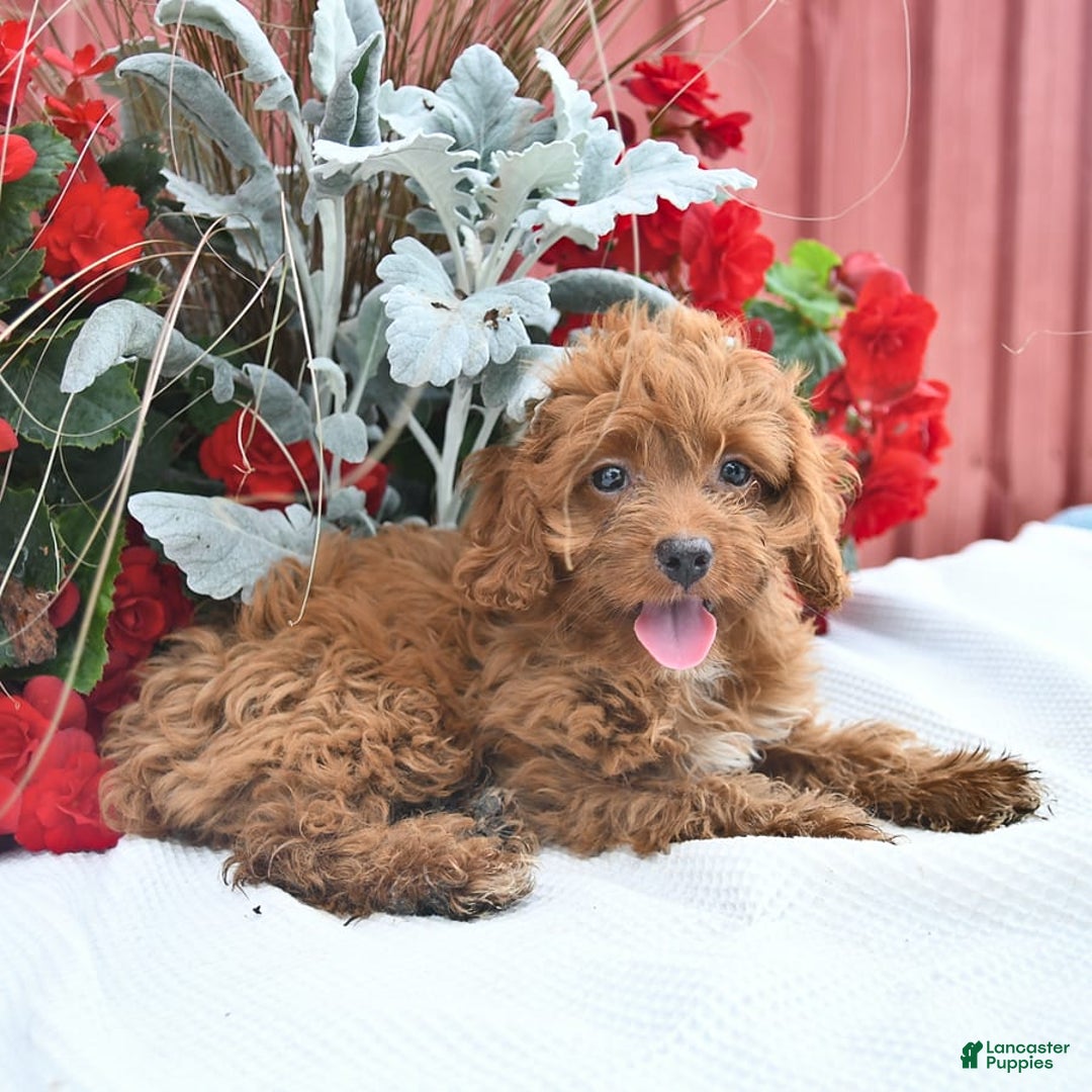 Cockapoo dogs for sale: Kayla - Image 1