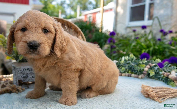 Goldendoodle dogs for sale - Ad 1