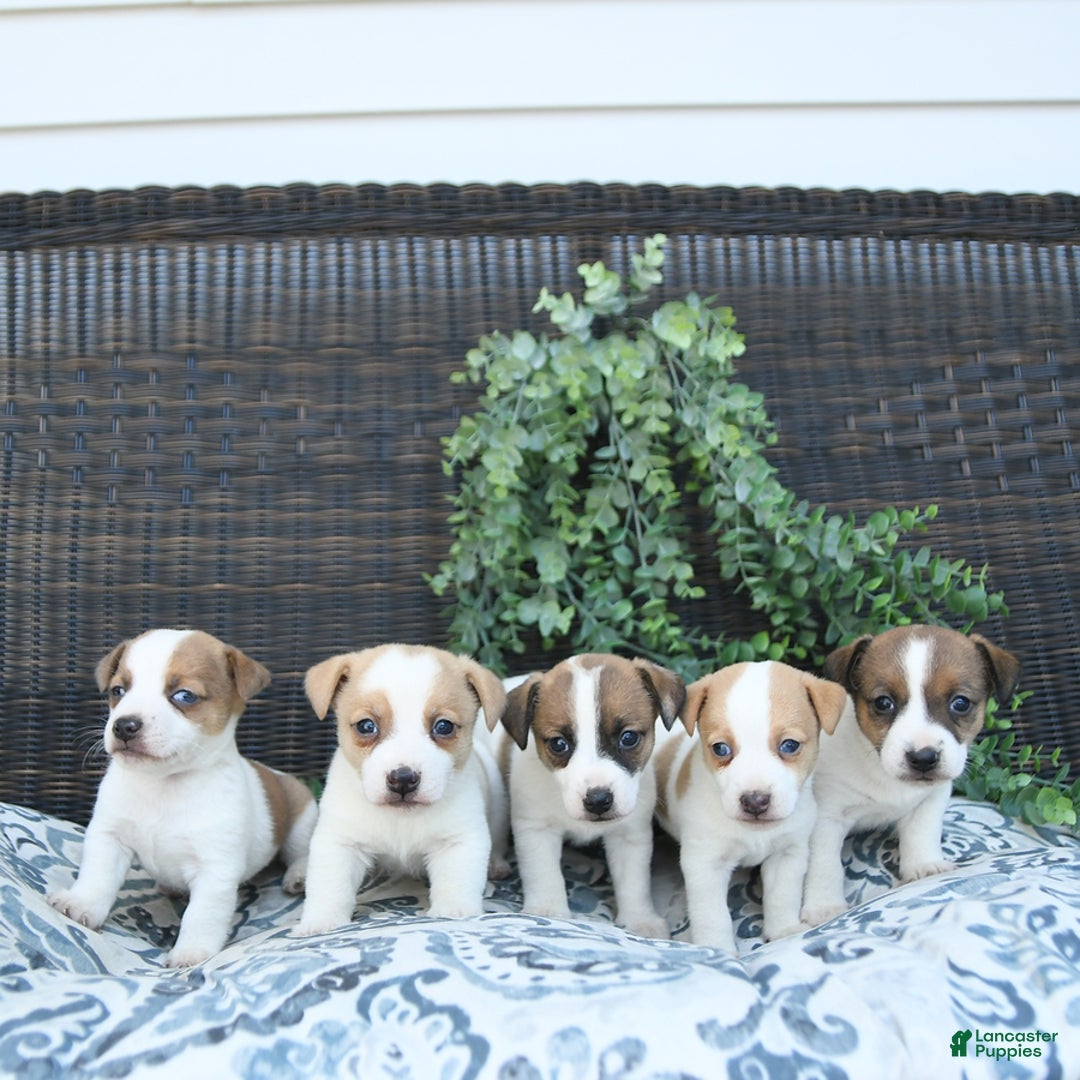 Jack Russell Terrier dogs for sale: Ranger - Image 3